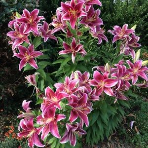 Meet your Posher, Luisa